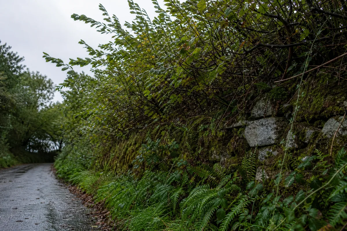 Haie bocagère plantée sur un talus de granit ployant sous le vent d&rsquo;ouest en Bretagne Sud