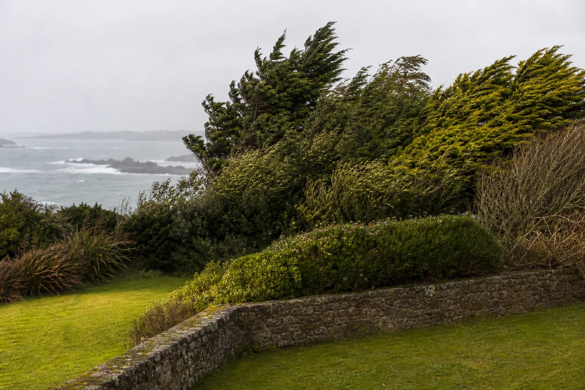 Haie brise-vent en Bretagne : essences, plantation et entretien